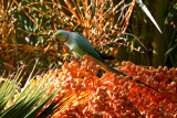 Ring-necked Parakeet (Halsbandsparakit) Psittacula krameri