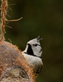 Crested Tit (Tofsmes) Parus cristatus