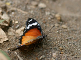 Common Diadem (Hypolimnas misippus)