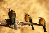 White-fronted Bee-eater Merops bullockoides