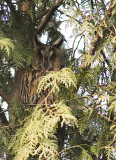 Long-Eared Owl (Hornuggla) Asio otus