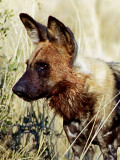  Wilddog (Hyenhund) Lyacon pictus