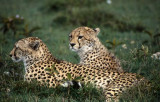 Cheetas