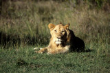 Lion, young male