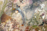 DSC_9337.jpg