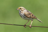 Bruant des prs / Savannah sparrow