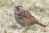 Bruant  gorge blanche /  White-throated Sparrow