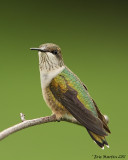 Colibri  gorge rubis / Ruby-Throated hummingbird 