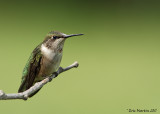Colibri  gorge rubis / Ruby-Throated hummingbird  ( immature male )