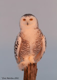 Harfang des Neiges / Snowy Owl