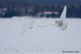 Harfang des Neiges / Snowy Owl