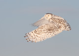 Harfang des Neiges / Snowy Owl