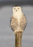 Harfang des Neiges / Snowy Owl