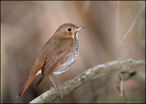 Hermit Thrush