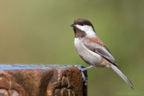 Chesnut-backed Chickadee