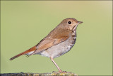 Hermit Thrush