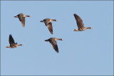 Greater-white fronted Goose