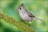 Oak Titmouse