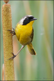 Common Yellowthroat