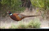 Ring-necked Pheasant