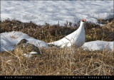 Rock Ptarmigan