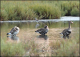 Greater White-fronted Goose