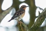 Varied Thrush