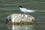 Artic Tern