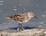 Least Sandpiper