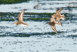 Dunlin