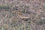 Red-throated Pipit