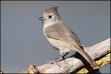 Oak Titmouse