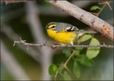 Adelaides Warbler