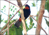 Puerto Rican Bullfinch