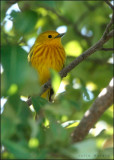 Yellow Warbler