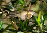 Puerto Rican Vireo