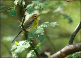 Prairie Warbler