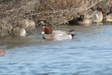 Eurasian Wigeon