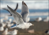 Iceland Gull (formerly known as Thayers Gull)