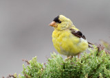 American Goldfinch