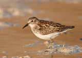 Least Sandpiper