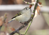 Ruby-crowned Kinglet