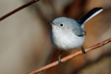 Blue-gray Gnatcatcher