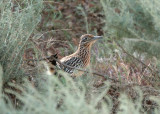 Greater Roadrunner