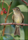 Cordilleran Flycatcher