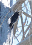 Williamsons Sapsucker