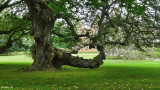 Shadowy old trees