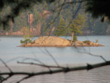 Rock Island on Dog Lake