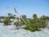 Gin Clear Bonefish Waters 3043.jpg