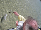OK, Bill lands a Mangrove-Bonefish! 3081.jpg